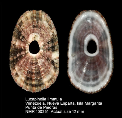 Lucapinella limatula.jpg - Lucapinella limatula (Reeve,1850)
